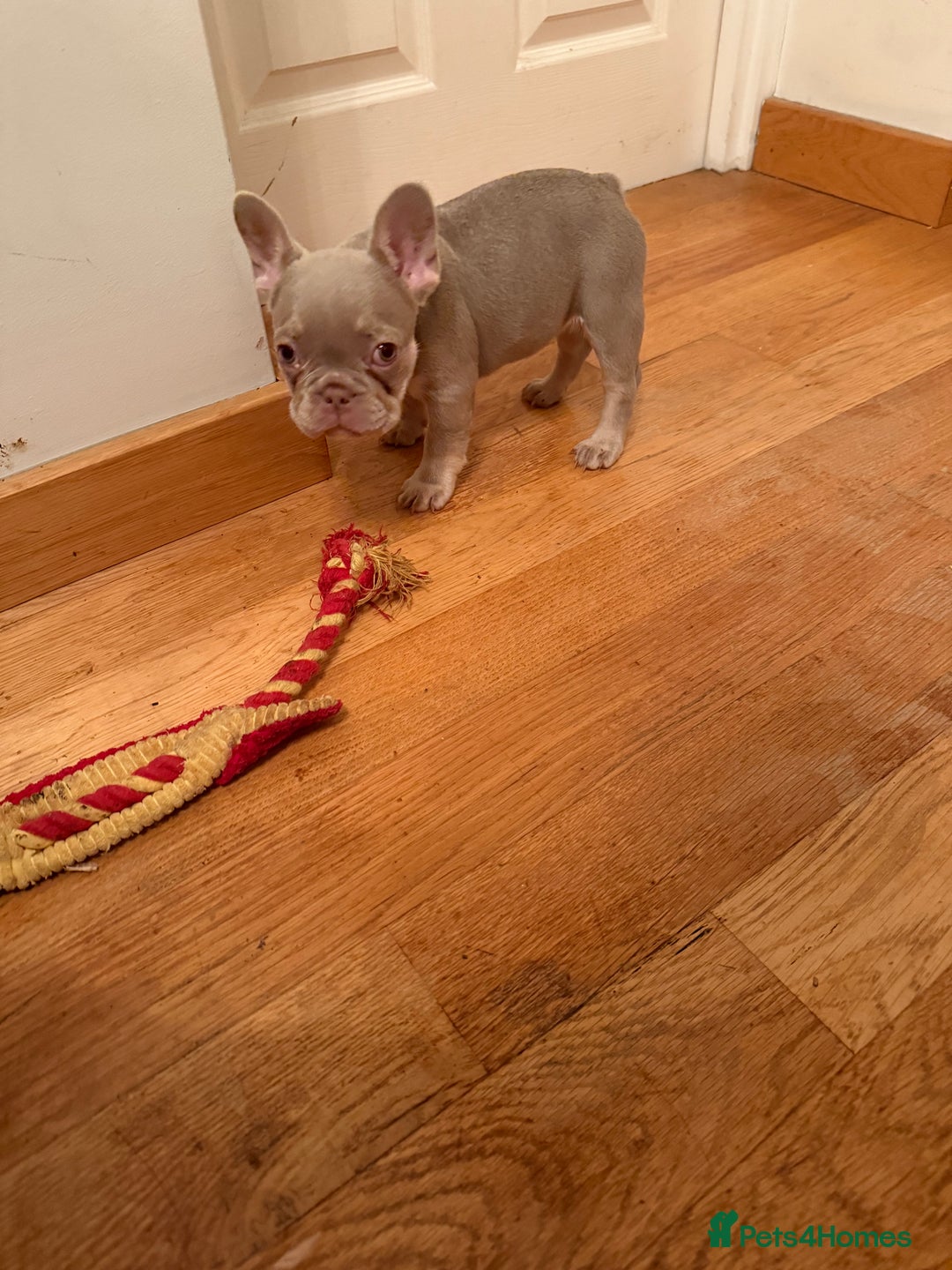 French Bulldog dogs for sale: Adorable French Bulldog Puppies for Sale 🐾 - Advert 23