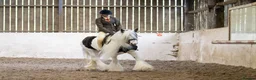 Irish Cob horses for sale: Beautiful traditional cob allrounder family pony  - Advert 7