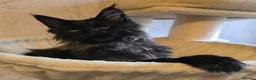 Maine Coon cats for sale: Hand Reared Black Smoke Maine Coon Kittens - Advert 36