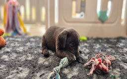 Labrador Retriever dogs for sale: THE LAST 4 KC HEALTH TESTED LABS READY TO NOW.  - Image 20