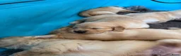 Golden Retriever dogs for sale: Golden Retriever Puppies  - Advert 13