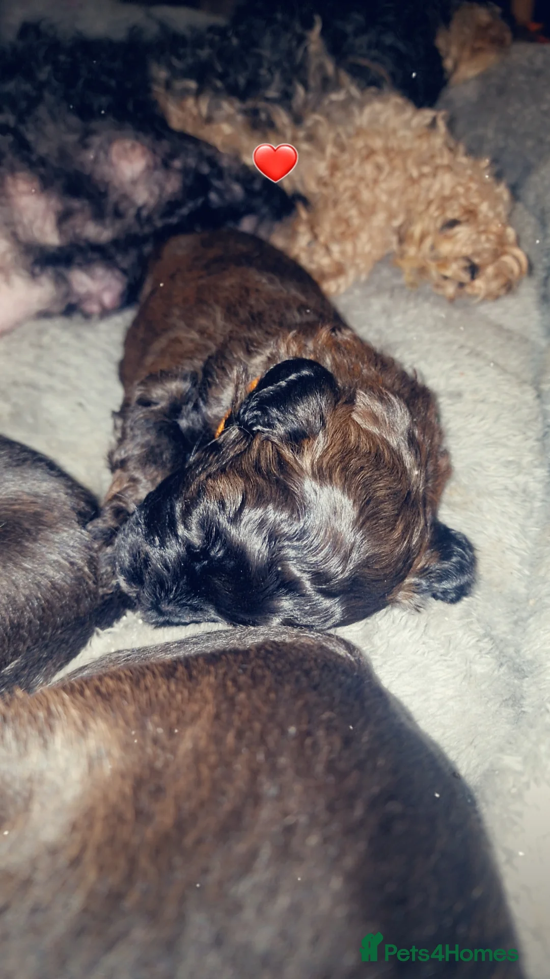 Mixed Breed dogs for sale: Floodle  - Advert 8