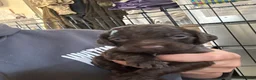 Sprocker dogs for sale: Lovely sprocker puppies  - Advert 6