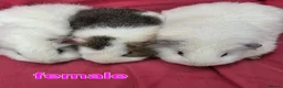 Guinea Pig rodents for sale: Pure breed Teddy guineapigs  - Advert 4