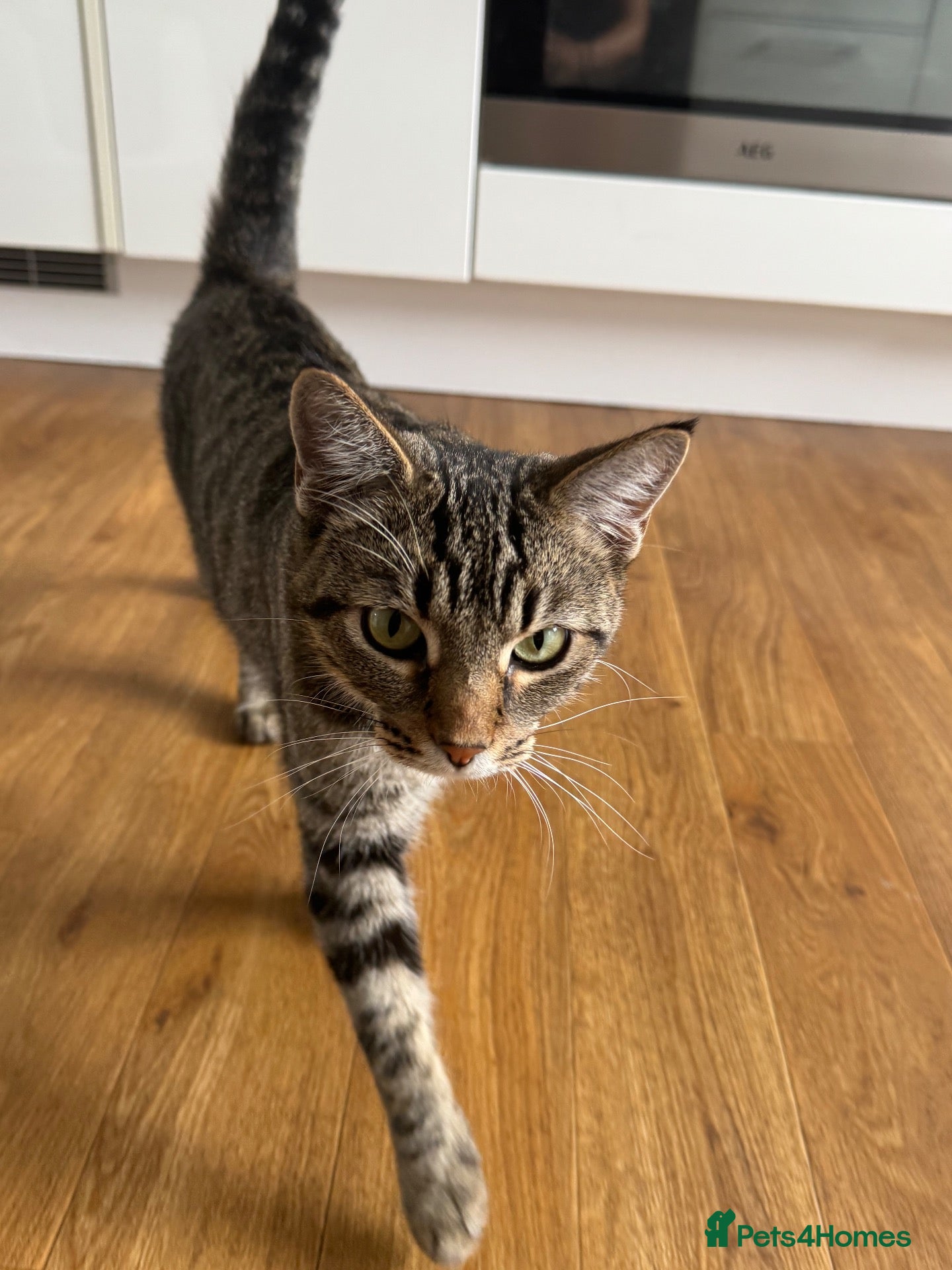 Mixed Breed cats for sale: Beautiful Silver & Black Tabby Cat - Advert 1