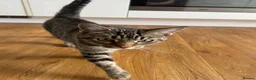 Mixed Breed cats for sale: Beautiful Silver & Black Tabby Cat - Advert 1