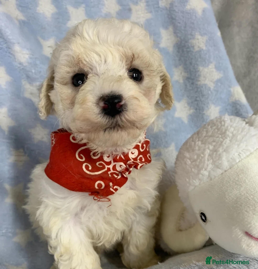 Poochon dogs for sale: F1 Toy Poochons  in Saint Austell - Advert 2