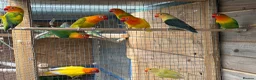 Lovebirds birds for sale: Fischer lovebirds  - Advert 7