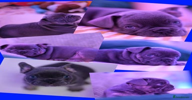 Mixed Breed dogs - Advert 2