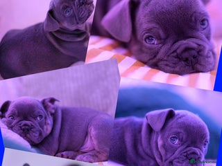 Mixed Breed dogs - Advert 11