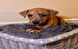 Mixed Breed dogs for sale: Lurcher Puppies  - Image 1