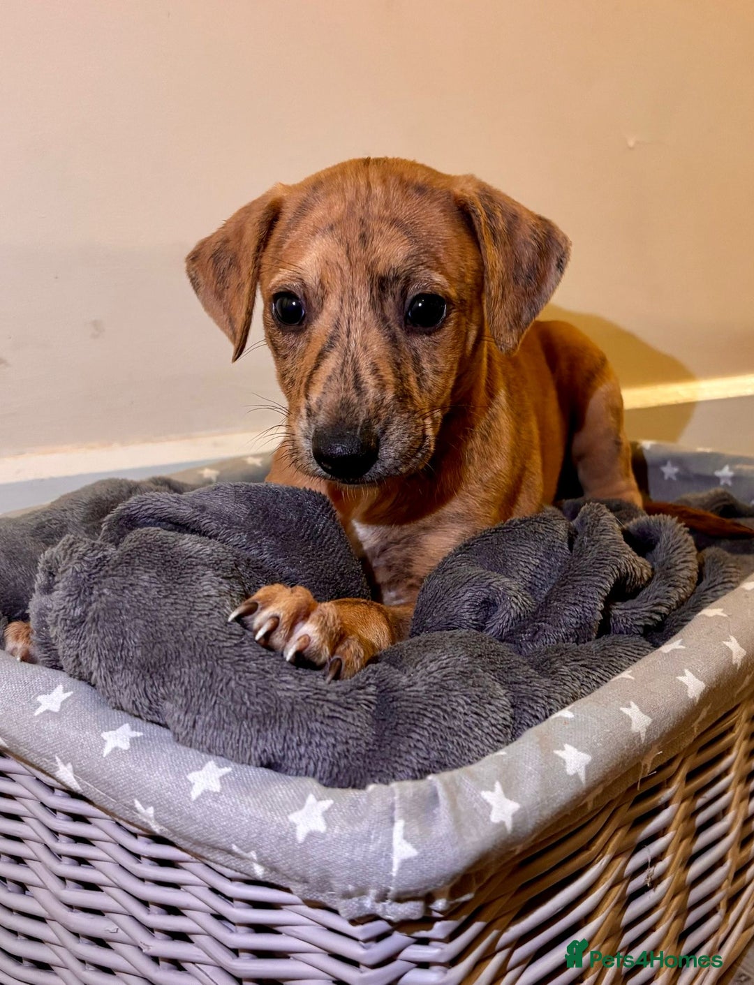 Mixed Breed dogs for sale: Lurcher Puppies  - Image 1