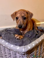Mixed Breed dogs - Advert 8