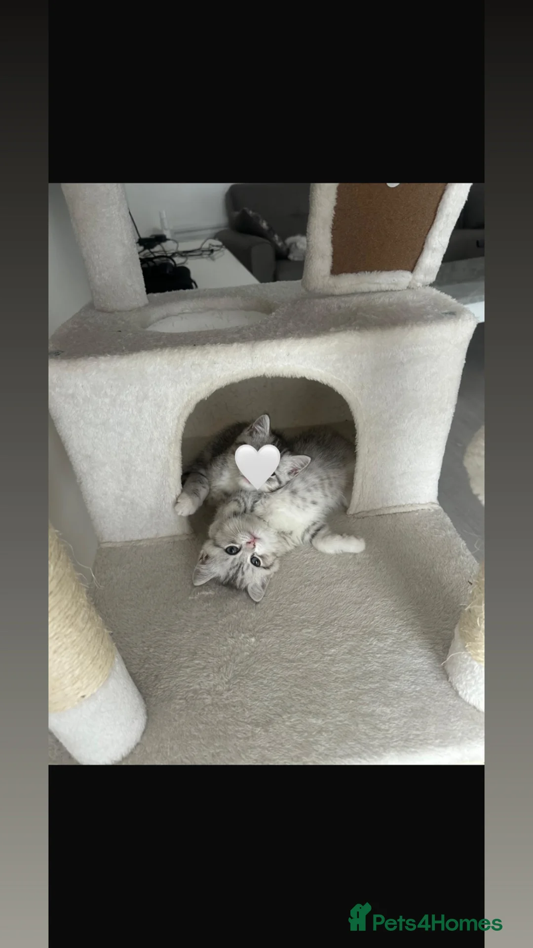 Persian cats for sale: Chinchilla Persian kitten Snow Boy  - Advert 6