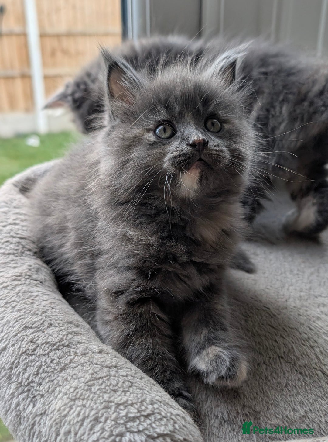 Mixed Breed cats for sale: 2 female kittens - half Maine coon.  - Advert 4