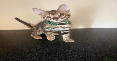 Bengal cats - Advert 4