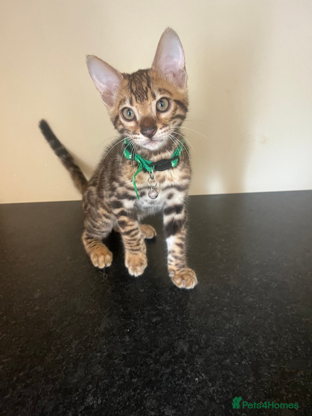 Bengal cats for sale: Available Pure Bengal kittens now! ♥️ - Image 3
