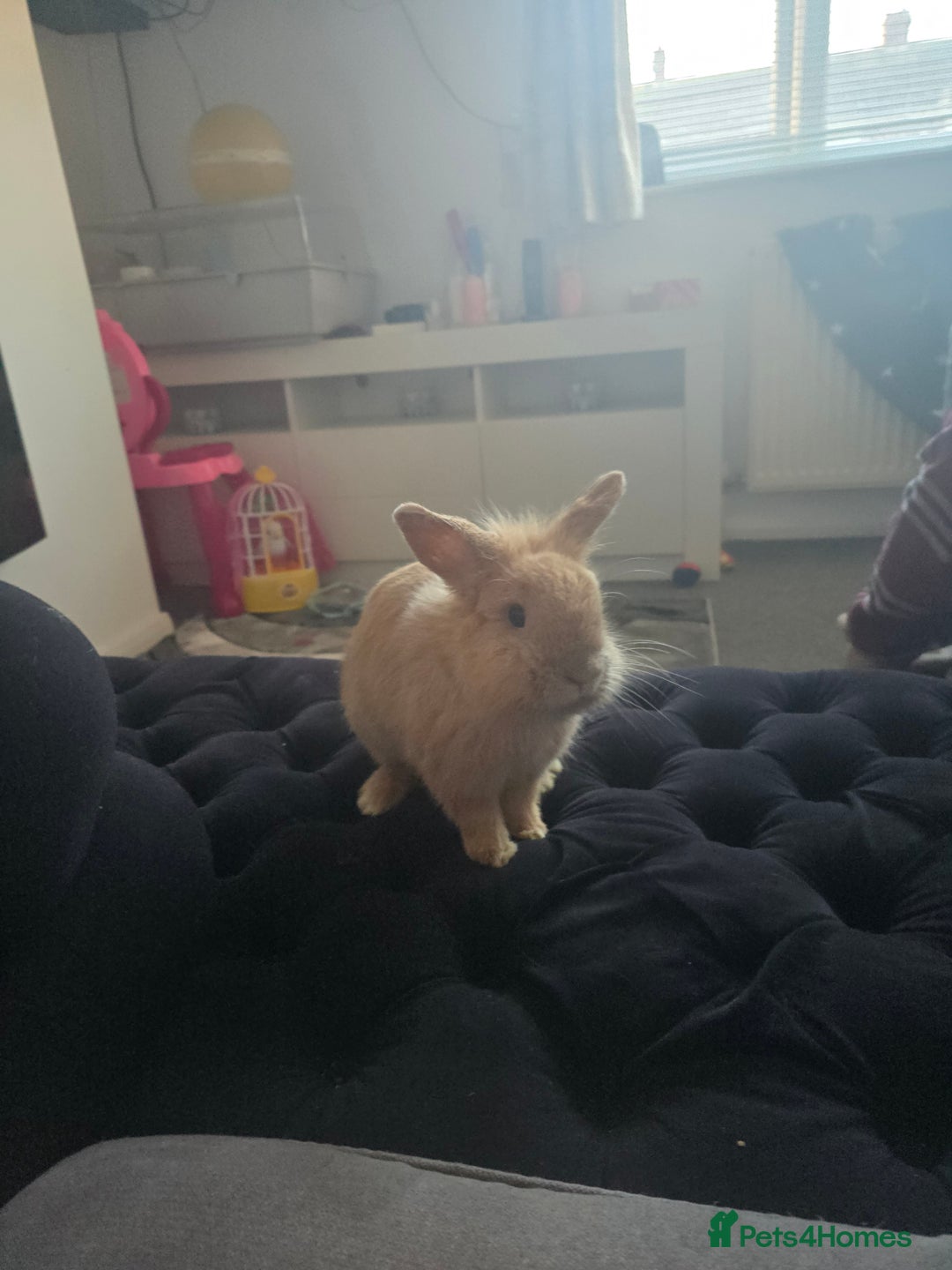 Mixed Breed rabbits for sale: Lionhead rabbits - Advert 1