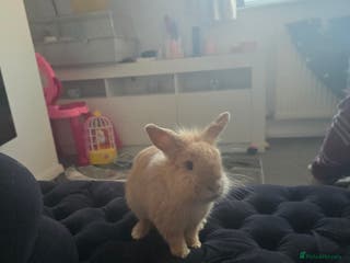 Mixed Breed rabbits Lionhead rabbits - Advert 1