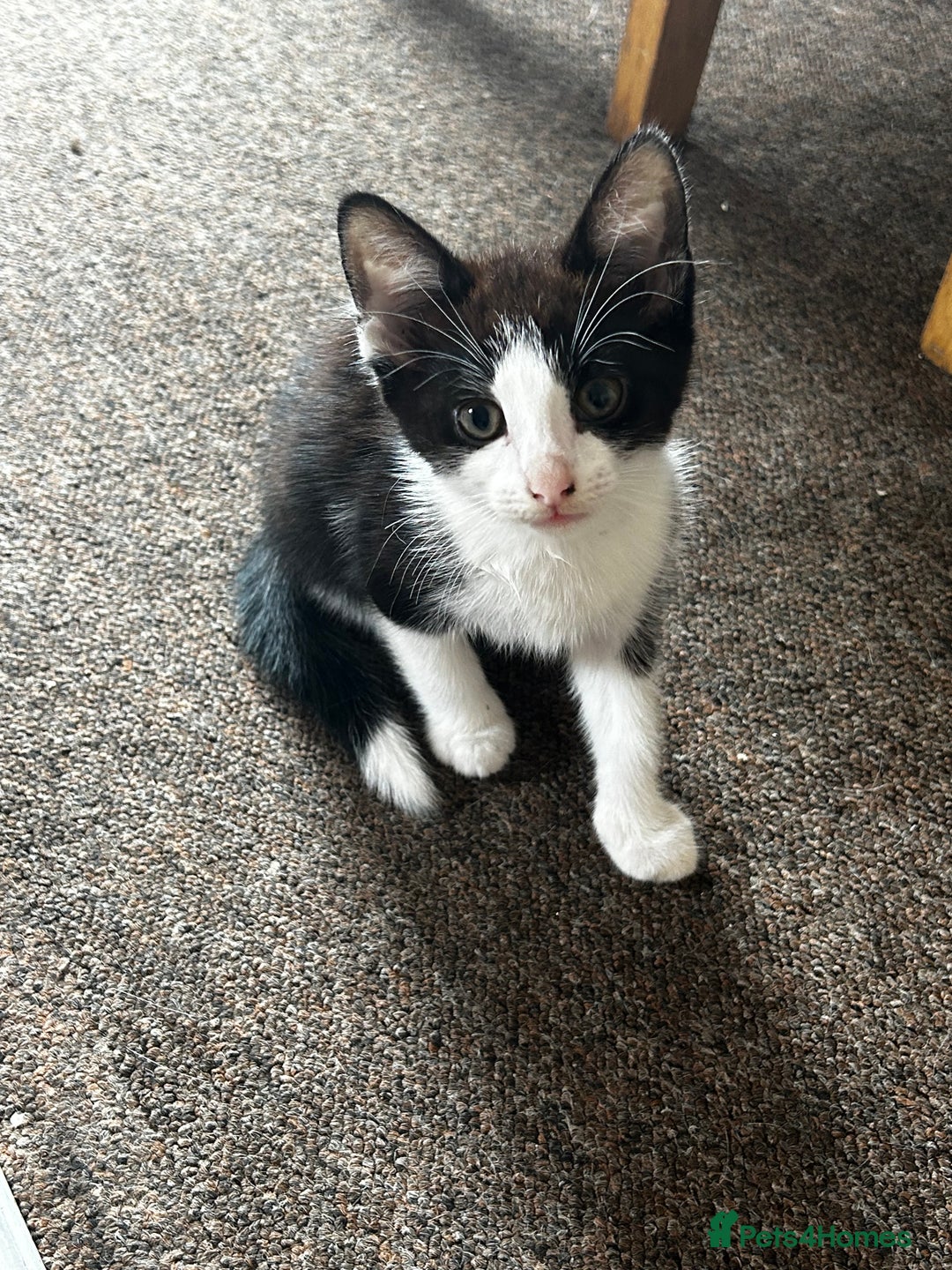 Domestic Shorthair cats for sale: 10 week old kittens - Image 1
