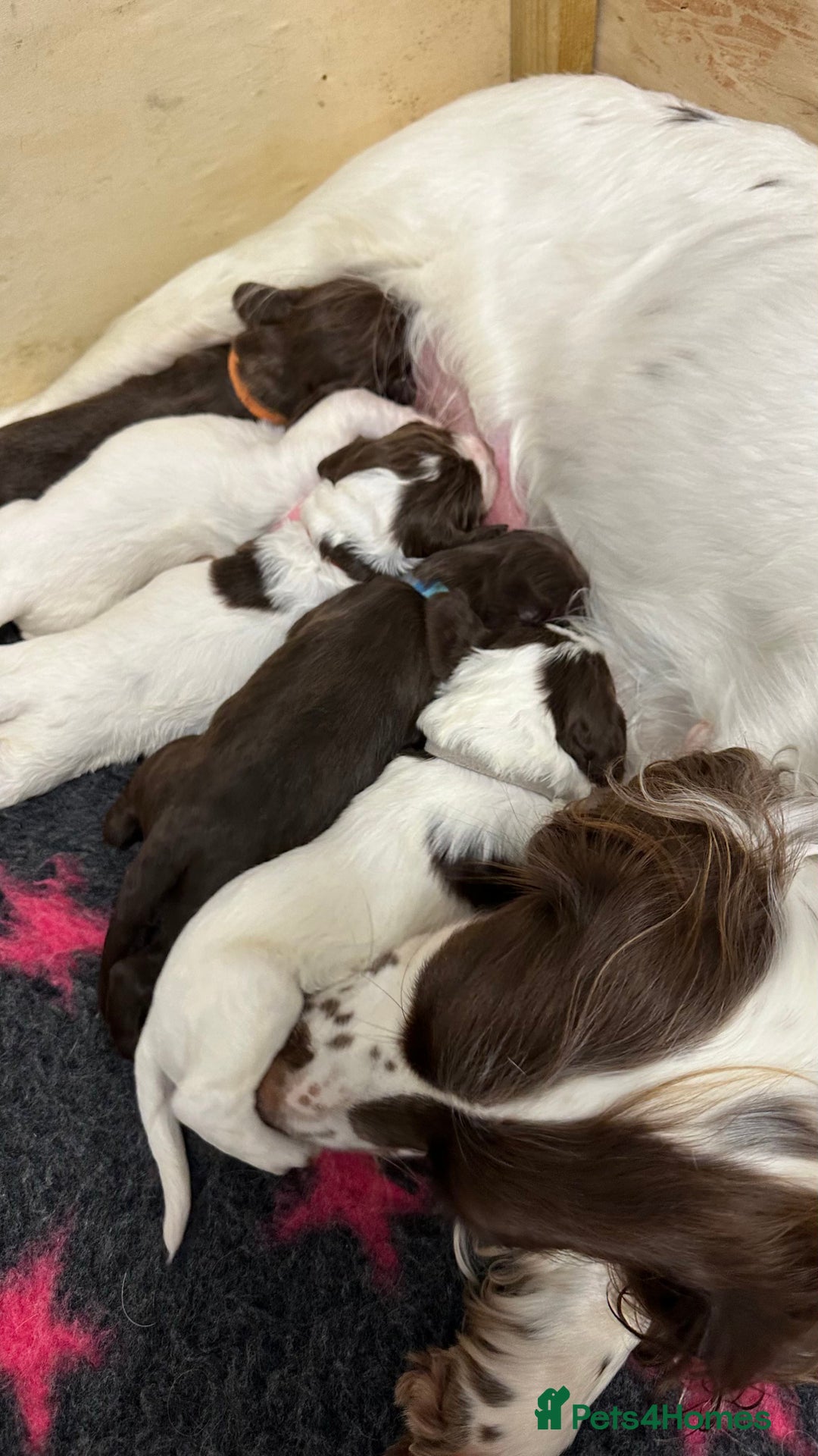 Sprocker dogs for sale: Sprocker Puppies - Advert 8