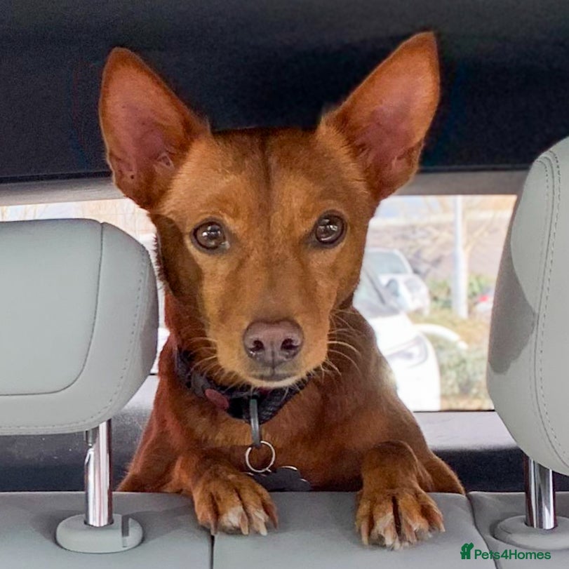 Mixed Breed dogs Rusty - Foster or Forever home wanted! - Advert 2