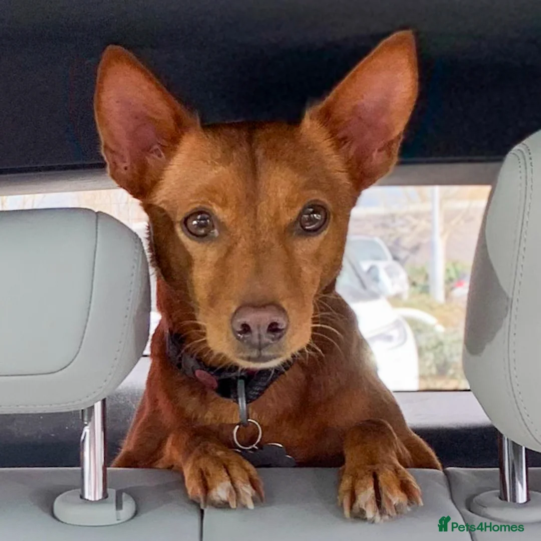 Mixed Breed dogs for adoption: Rusty - Foster or Forever home wanted! - Advert 2