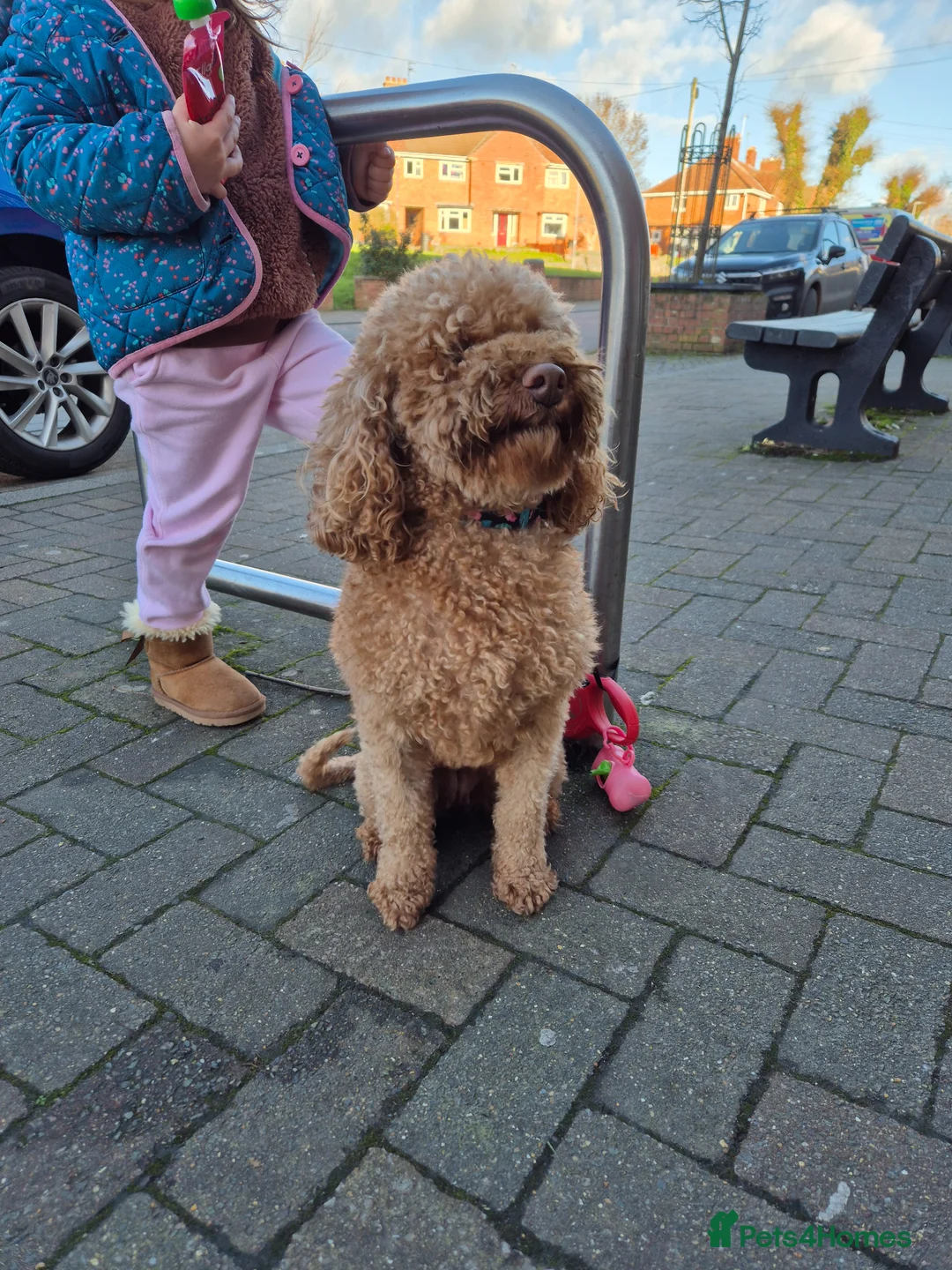 Cockapoo dogs for sale: Rehoming lovely Cockapoo  - Advert 5