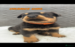 Rottweiler dogs for sale: KC Rottweiler puppies ready 16/11/25 - Image 21