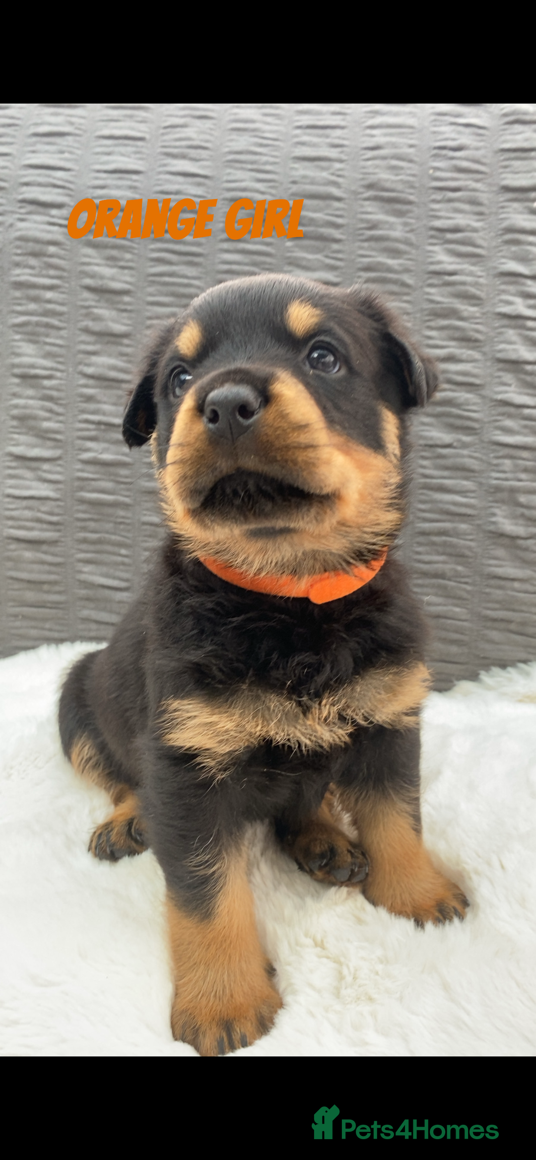 Rottweiler dogs for sale: KC Rottweiler puppies ready 16/11/25 - Image 21