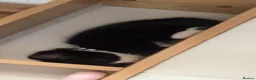Mixed Breed cats for sale: 5 kittens  in Worcester - Advert 3