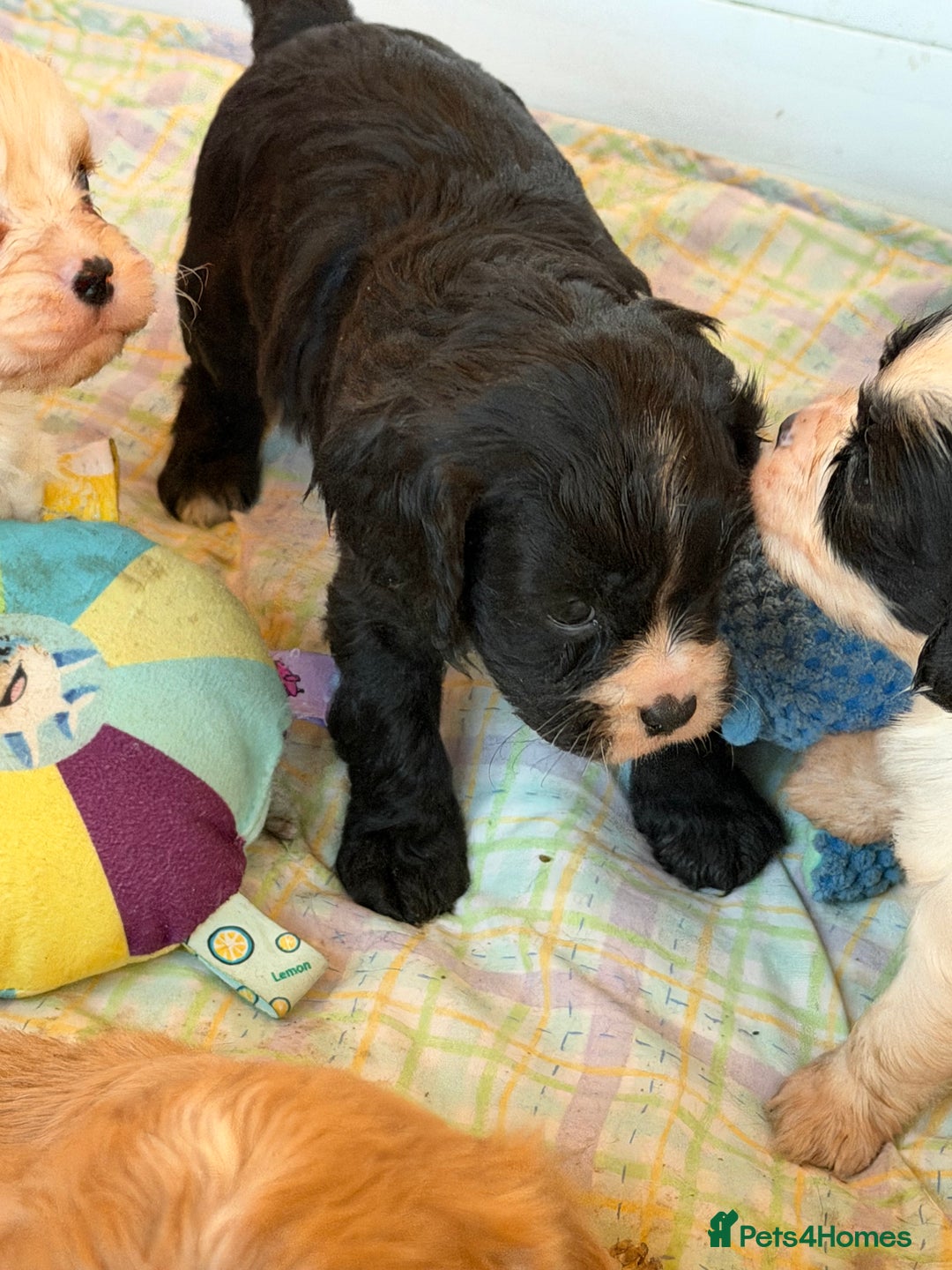Cavapoo dogs for sale: Stunning cavapoo puppies ready 9th January  - Advert 16