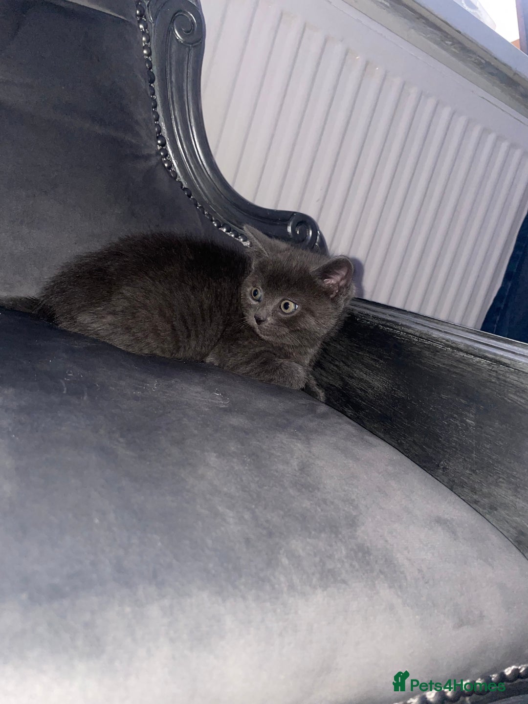 British Shorthair cats for sale: Kittens for sale bradford - Image 2