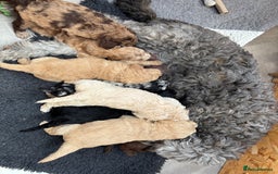 Goldendoodle dogs for sale: Moyen golden doodle just 1 left  - Image 8
