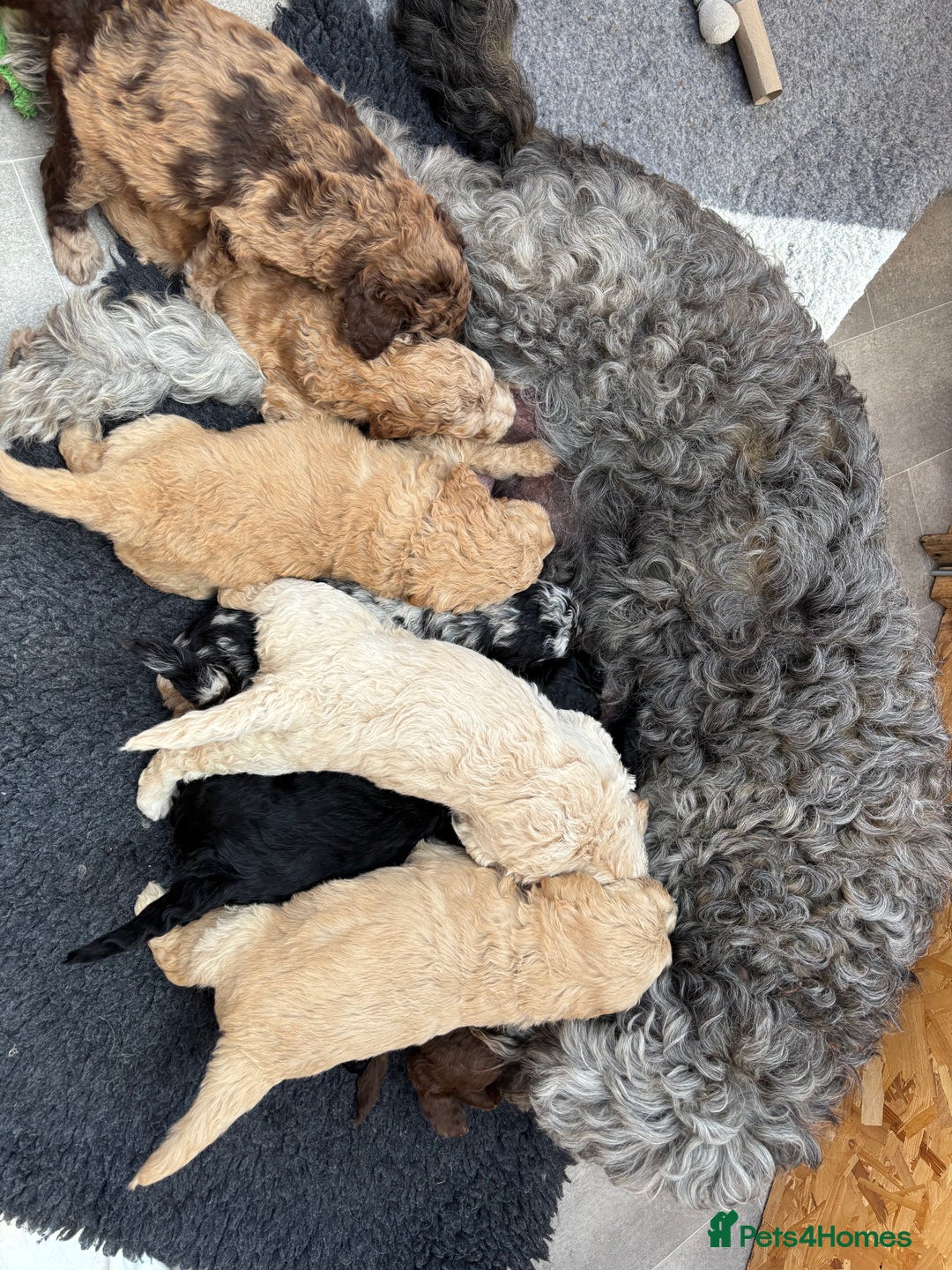 Goldendoodle dogs for sale: Moyen golden doodle just 1 left  - Image 8