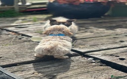 Maltipoo dogs for sale: F1 maltipoo - Image 10