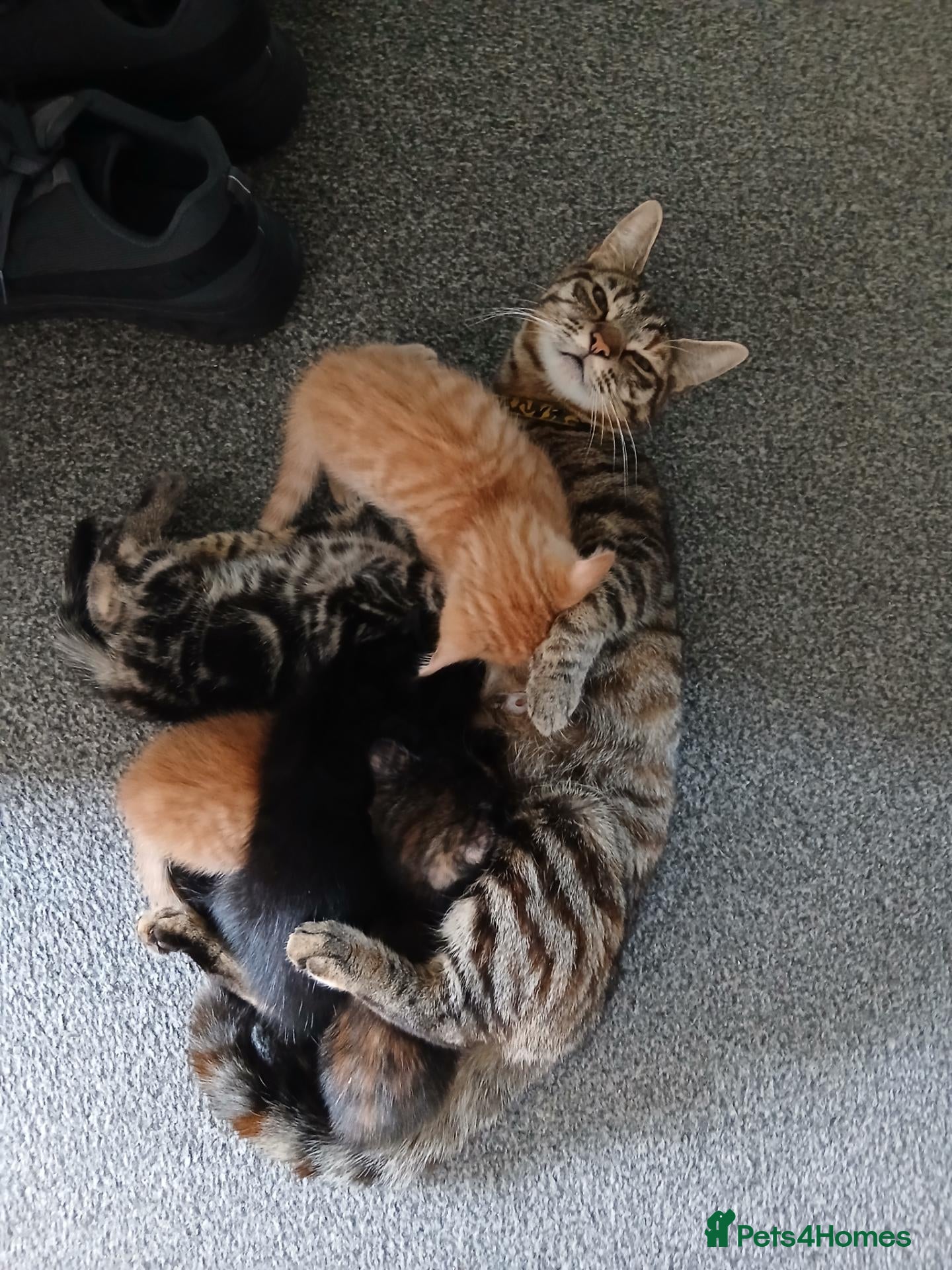Mixed Breed cats 6.5 week old adorable kittens - Advert 2
