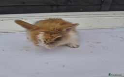 Lionhead rabbits for sale: Lionhead  - Image 14