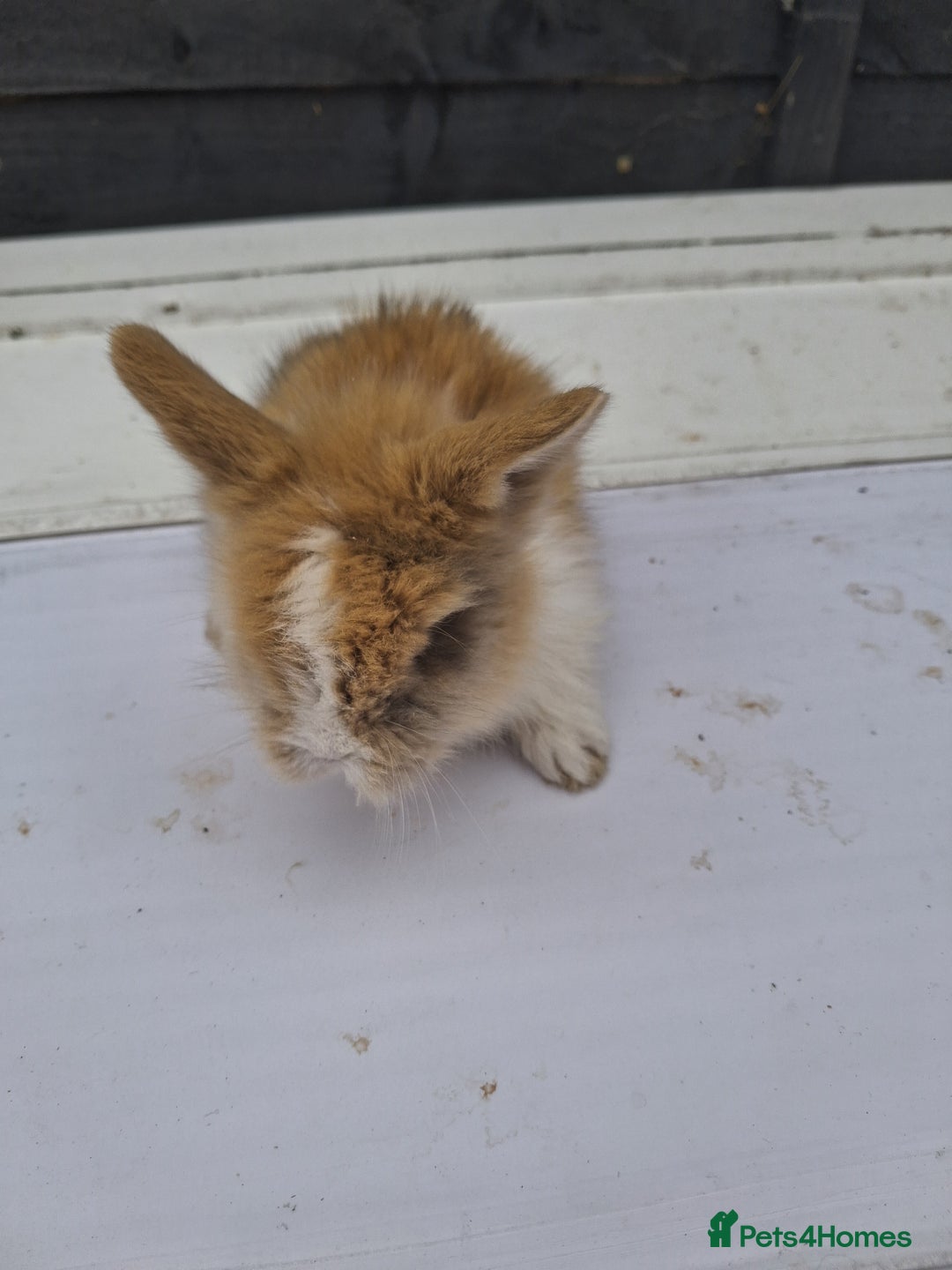 Lionhead rabbits for sale: Lionhead  - Image 14