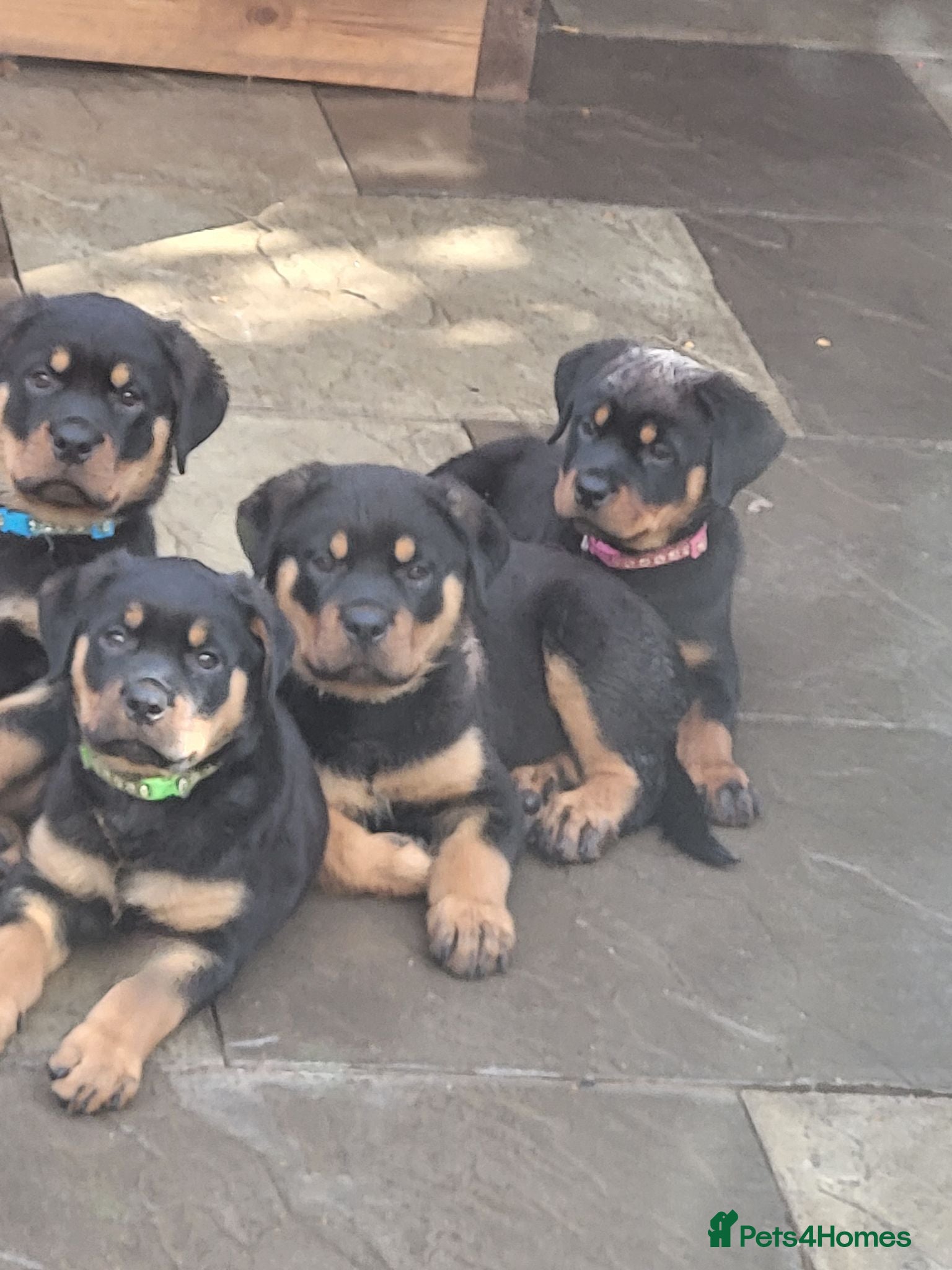 Rottweiler dogs Rottweiler pupps 2 girls 3 boys  left - Advert 2