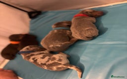 Miniature Dachshund dogs for sale: Beautiful rare miniature dachshund puppies - Image 6
