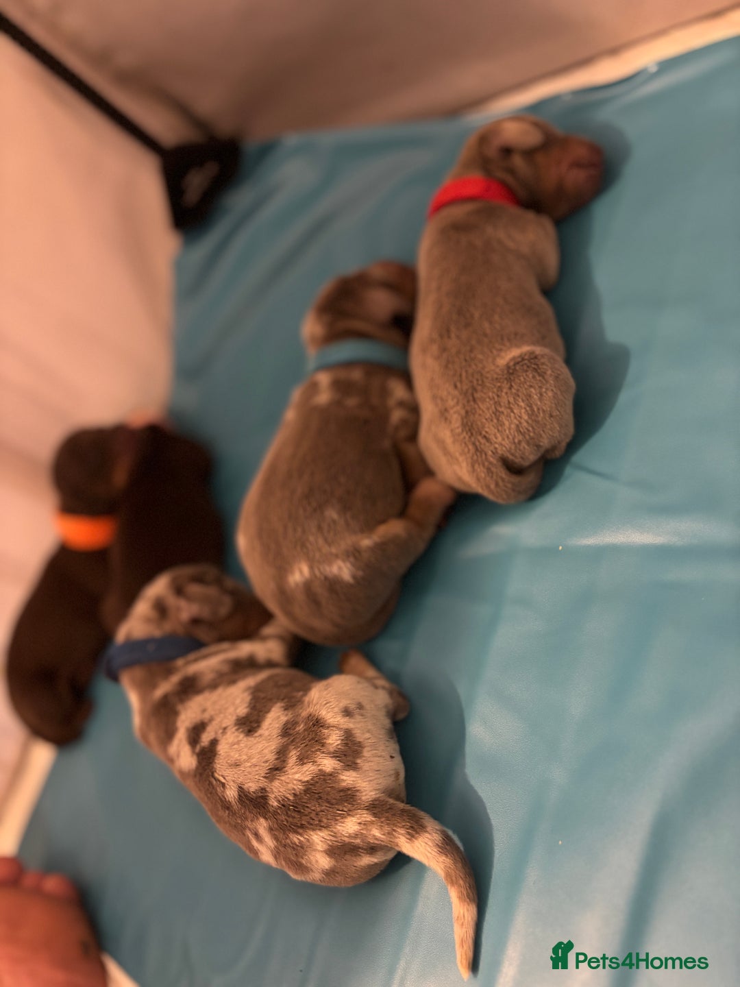 Miniature Dachshund dogs for sale: Beautiful rare miniature dachshund puppies - Image 6
