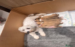 Mixed Breed dogs for sale: Cavapoo x Italian greyhound puppies  - Image 22
