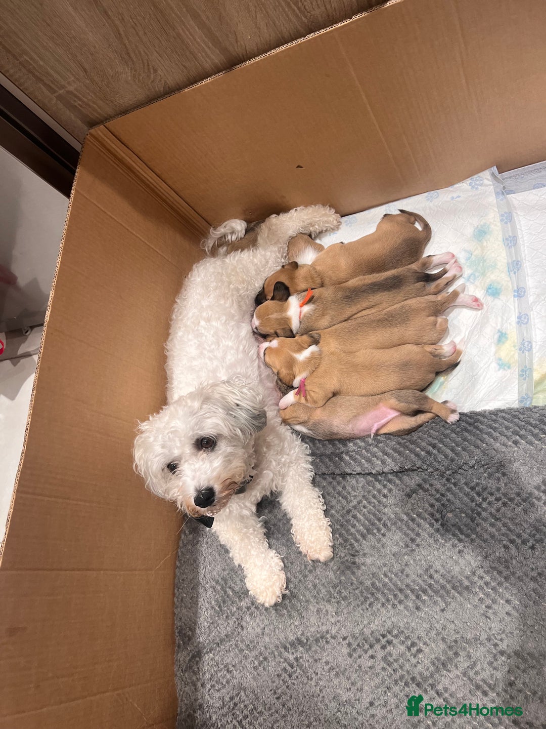 Mixed Breed dogs for sale: Cavapoo x Italian greyhound puppies  - Image 22