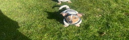 Jack Russell dogs for stud: Silver Merle carrying Blue and Chocolate in Bradford - Advert 3