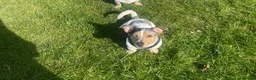 Jack Russell dogs for stud: Silver Merle carrying Blue and Chocolate in Bradford - Advert 3