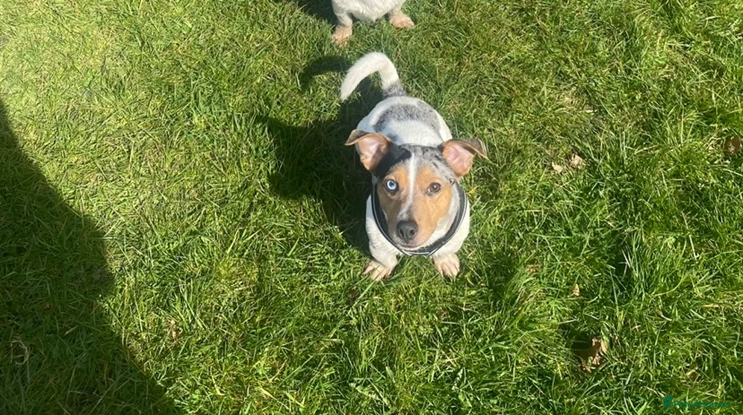 Jack Russell dogs for stud: Silver Merle carrying Blue and Chocolate in Bradford - Advert 3
