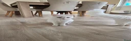 Turkish Angora cats for sale: Luna and Olive urgent rehome  - Advert 5