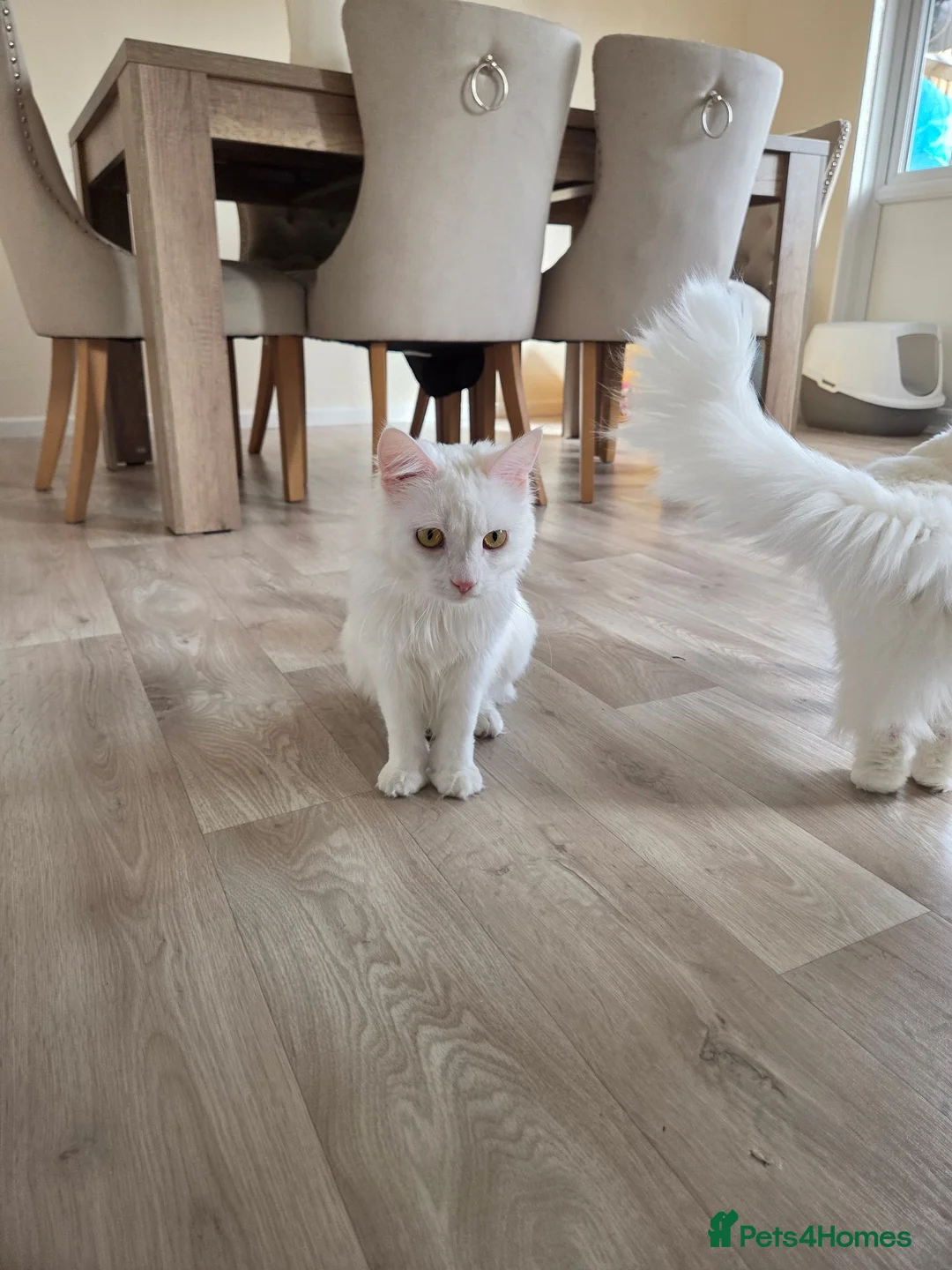 Turkish Angora cats for sale: Luna and Olive urgent rehome  - Advert 5