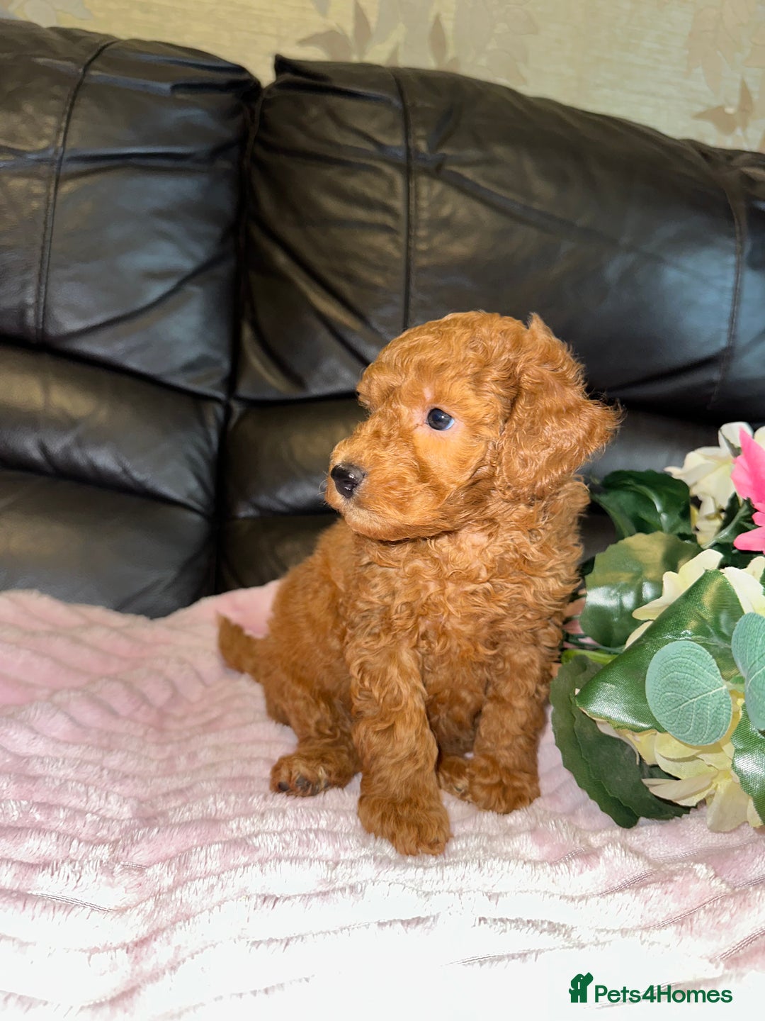 Toy Poodle dogs for sale: KC REG Purebred Stunning Toy Poodle Pups❤️  - Image 20